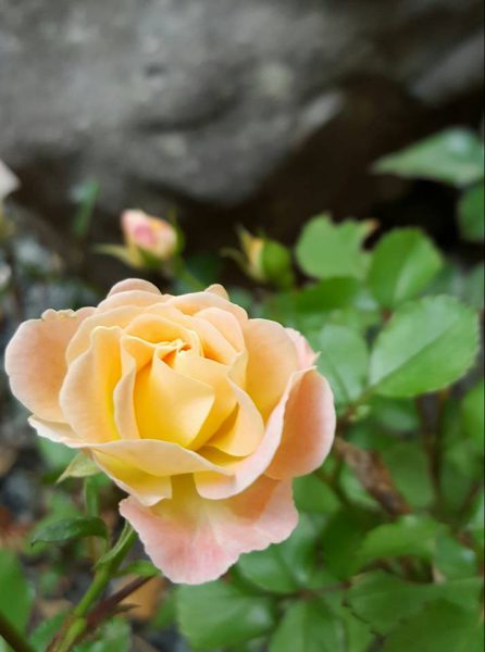 A May rose blooming in my garden