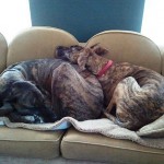 Huff and Minnie and Their Vegan Mid-Century Modern Sofa