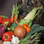 That Bloomin’ Minnie (the Mini-Great Dane)!