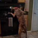 My Vegan Kitchen Goes to the Dogs!